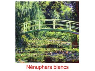 Nénuphars blancs