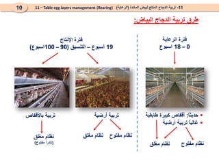 
ً
‫ا‬‫حديث‬
:
‫طابقية‬ ‫كبيرة‬ ‫أقفاص‬

‫أرضية‬ ‫تربية‬ ً
‫ا‬‫غالب‬
‫الرعاية‬ ‫فترة‬
0
–
18
‫اسبوع‬
‫مفتوح‬ ‫نظام‬
‫مغلق‬ ‫نظام‬
‫اإلنتاج‬ ‫فترة‬
19
‫أسبوع‬
–
‫التنسيق‬
(
90
–
100
‫اسبوع‬
)
‫باألقفاص‬ ‫تربية‬ ‫أرضية‬ ‫تربية‬
‫مغلق‬ ‫نظام‬
‫مغلق‬ ‫نظام‬ ‫مفتوح‬ ‫نظام‬
(
‫مفتوح‬ ً
‫ا‬‫نادر‬
)
11
-
‫المائدة‬ ‫لبيض‬ ‫المنتج‬ ‫الدجاج‬ ‫تربية‬
(
‫الرعاية‬
)
(Rearing)
11 – Table egg layers management
10
‫البياض‬ ‫الدجاج‬ ‫تربية‬ ‫طرق‬
:
 
