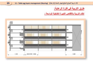 ‫الواسعة‬ ‫الطابقية‬ ‫الكبيرة‬ ‫باألقفاص‬ ‫التربية‬ ‫نظام‬
:
11
-
‫المائدة‬ ‫لبيض‬ ‫المنتج‬ ‫الدجاج‬ ‫تربية‬
(
‫الرعاية‬
)
(Rearing)
11 – Table egg layers management
25
‫الرعاية‬ ‫فترة‬ ‫في‬ ‫التربية‬ ‫طرق‬
:
 