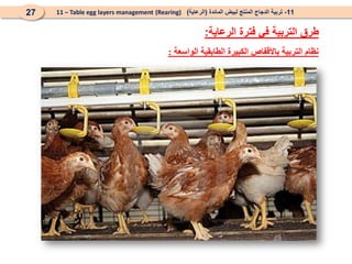 ‫الواسعة‬ ‫الطابقية‬ ‫الكبيرة‬ ‫باألقفاص‬ ‫التربية‬ ‫نظام‬
:
11
-
‫المائدة‬ ‫لبيض‬ ‫المنتج‬ ‫الدجاج‬ ‫تربية‬
(
‫الرعاية‬
)
(Rearing)
11 – Table egg layers management
27
‫الرعاية‬ ‫فترة‬ ‫في‬ ‫التربية‬ ‫طرق‬
:
 