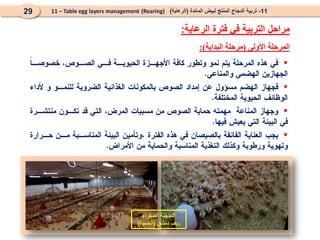 11
-
‫المائدة‬ ‫لبيض‬ ‫المنتج‬ ‫الدجاج‬ ‫تربية‬
(
‫الرعاية‬
)
(Rearing)
11 – Table egg layers management
29
‫الرعاية‬ ‫فترة‬ ‫في‬ ‫التربية‬ ‫مراحل‬
:
‫األولى‬ ‫المرحلة‬
(
‫البداية‬ ‫مرحلة‬
:)




‫الصفراء‬ ‫المدجنة‬
‫دمشق‬ ‫ريف‬
(
‫الكسوة‬
)
 