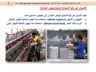 ‫تعود‬
‫األصول‬
‫الوراثية‬
‫للدجاج‬
‫البياض‬
‫التجاري‬
‫إلى‬
‫هجينين‬
‫أساسيين‬
‫هما‬
:
.1
‫اللجهورن‬
‫األبيض‬
(
White Leghorn
)
:
‫استحدثت‬
‫منه‬
‫الهجن‬
‫المنتجة‬
‫للبيض‬
‫األبيض‬
.
.2
‫الرود‬
‫آيالند‬
‫األحمر‬
(
Rhode Island Red
)
:
‫استحدثت‬
‫منه‬
‫الهجن‬
‫المنتجة‬
‫للبيض‬
‫البني‬
.
11
-
‫المائدة‬ ‫لبيض‬ ‫المنتج‬ ‫الدجاج‬ ‫تربية‬
(
‫الرعاية‬
)
(Rearing)
11 – Table egg layers management
3
‫المائدة‬ ‫لبيض‬ ‫المنتج‬ ‫للدجاج‬ ‫الوراثية‬ ‫األصول‬
:
 