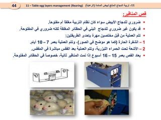 
ً
‫ا‬‫مفتوح‬ ‫أم‬ ً
‫ا‬‫مغلق‬ ‫التربية‬ ‫نظام‬ ‫كان‬ ‫سواء‬ ‫األبيض‬ ‫للدجاج‬ ‫ضروري‬
.

‫المفتوحة‬ ‫في‬ ‫ضروري‬ ‫لكنه‬ ‫المغلقة‬ ‫الحظائر‬ ‫في‬ ‫البني‬ ‫للدجاج‬ ‫ضروري‬ ‫غير‬ ‫يكون‬ ‫قد‬
.

‫الطريقتين‬ ‫بإحدى‬ ‫مهرة‬ ‫مختصين‬ ‫قبل‬ ‫من‬ ‫العملية‬ ‫تتم‬
:
1
–
‫الحارة‬ ‫الشفرة‬
(
‫الصور‬ ‫في‬ ‫موضح‬ ‫هو‬ ‫كما‬
)
‫بعمر‬ ‫العملية‬ ‫وتتم‬ ،
7
–
10
‫أيام‬
.
2
–
‫المفقس‬ ‫في‬ ‫مباشرة‬ ‫الفقس‬ ‫بعد‬ ‫العملية‬ ‫وتتم‬ ،‫الليزرية‬ ‫الحمراء‬ ‫تحت‬ ‫األشعة‬
.

‫بعمر‬ ‫القص‬ ‫يعاد‬
15
–
16
‫المفتوحة‬ ‫الحظائر‬ ‫في‬ ً
‫ا‬‫خصوص‬ ،‫ثانية‬ ‫المناقير‬ ‫نمت‬ ‫إذا‬ ‫أسبوع‬
.
‫المناقير‬ ‫قص‬
:
11
-
‫المائدة‬ ‫لبيض‬ ‫المنتج‬ ‫الدجاج‬ ‫تربية‬
(
‫الرعاية‬
)
(Rearing)
11 – Table egg layers management
44
 