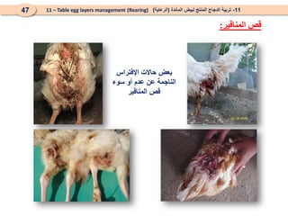 ‫اإلفتراس‬ ‫حاالت‬ ‫بعض‬
‫سوء‬ ‫أو‬ ‫عدم‬ ‫عن‬ ‫الناجمة‬
‫المناقير‬ ‫قص‬
‫المناقير‬ ‫قص‬
:
11
-
‫المائدة‬ ‫لبيض‬ ‫المنتج‬ ‫الدجاج‬ ‫تربية‬
(
‫الرعاية‬
)
(Rearing)
11 – Table egg layers management
47
 