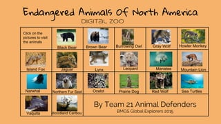Endangered Animals Of North America
Brown Bear Burrowing Owl Gray WolfBlack Bear Howler Monkey
Island Fox Jaguar Leopard Manatee Mountain Lion
Narwhal Northern Fur Seal Ocelot Prairie Dog Red Wolf Sea Turtles
Vaquita Woodland Caribou
Lynx
By Team 21 Animal Defenders
BMGS Global Explorers 2015
Click on the
pictures to visit
the animals
Digital Zoo
 