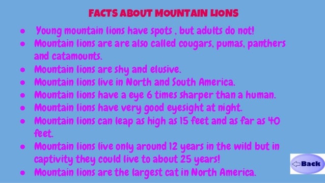 Kid Facts About Mountain Lions Kid Facts About Mountain Lions
