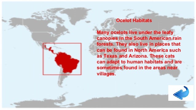 Where do ocelots live?
