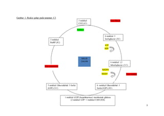 Table Perbedaan antara Tanaman C3, C4 dan CAM | DOCX