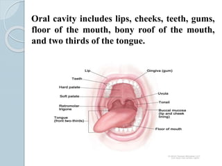 Oral cavity includes lips, cheeks, teeth, gums,
floor of the mouth, bony roof of the mouth,
and two thirds of the tongue.
 