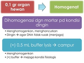 0,1 gr organ
                                      Homogenat
   hewan

Dihomogenasi dgn mortar pd kondisi
             dingin
• Menghomogenkan, menghancurkan
• Dingin  agar DNA tidak rusak (menjaga)


    (+) 0,5 mL buffer lysis  campur
• Menghomogenkan
• (+) buffer  mejaga kondisi fisiologis
 