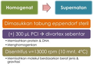 Homogenat                         Supernatan


Dimasukkan tabung eppendorf steril

 (+) 300 µL PCI  divortex sebentar
• Memisahkan protein & DNA
• Menghomogenkan

Disentrifus v=13000 rpm (10 mnt, 4°C)
• Memisahkan molekul berdasarkan berat jenis &
  gravitasi
 