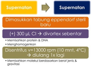 Supernatan                        Supernatan

Dimasukkan tabung eppendorf steril
              baru

  (+) 300 µL CI  divortex sebentar
• Memisahkan protein & DNA
• Menghomogenkan

Disentrifus v=13000 rpm (10 mnt, 4°C)
            diulang 1x lagi
• Memisahkan molekul berdasarkan berat jenis &
  gravitasi
 