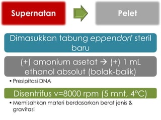 Supernatan                             Pelet


Dimasukkan tabung eppendorf steril
              baru
    (+) amonium asetat  (+) 1 mL
     ethanol absolut (bolak-balik)
• Presipitasi DNA

 Disentrifus v=8000 rpm (5 mnt, 4°C)
• Memisahkan materi berdasarkan berat jenis &
  gravitasi
 