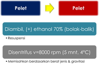 Pelet                              Pelet



Diambil, (+) ethanol 70% (bolak-balik)
• Resuspensi



 Disentrifus v=8000 rpm (5 mnt, 4°C)
• Memisahkan berdasarkan berat jenis & gravitasi
 