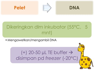 Pelet                     DNA



Dikeringkan dlm inkubator (55°C, 5
               mnt)
• Mengawetkan/mengambil DNA



       (+) 20-50 µL TE buffer 
     disimpan pd freezer (-20°C)
 