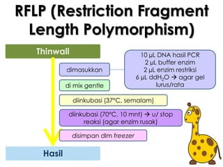 RFLP (Restriction Fragment
  Length Polymorphism)
  Thinwall                            10 µL DNA hasil PCR
                                       2 µL buffer enzim
           dimasukkan                  2 µL enzim restriksi
                                    6 µL ddH2O  agar gel
           di mix gentle                   lurus/rata

             diinkubasi (37°C, semalam)

            diinkubasi (70°C, 10 mnt)  u/ stop
                 reaksi (agar enzim rusak)

             disimpan dlm freezer


   Hasil
 