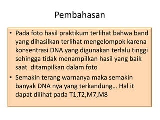 Pembahasan
• Pada foto hasil praktikum terlihat bahwa band
  yang dihasilkan terlihat mengelompok karena
  konsentrasi DNA yang digunakan terlalu tinggi
  sehingga tidak menampilkan hasil yang baik
  saat ditampilkan dalam foto
• Semakin terang warnanya maka semakin
  banyak DNA nya yang terkandung… Hal it
  dapat dilihat pada T1,T2,M7,M8
 