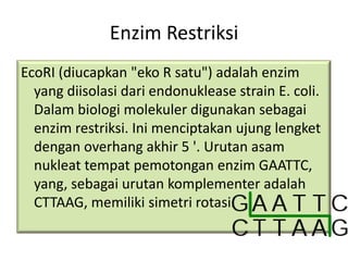 Enzim Restriksi
EcoRI (diucapkan "eko R satu") adalah enzim
  yang diisolasi dari endonuklease strain E. coli.
  Dalam biologi molekuler digunakan sebagai
  enzim restriksi. Ini menciptakan ujung lengket
  dengan overhang akhir 5 '. Urutan asam
  nukleat tempat pemotongan enzim GAATTC,
  yang, sebagai urutan komplementer adalah
  CTTAAG, memiliki simetri rotasi.
 