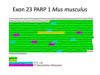 Exon 23 PARP 1 Mus musculus
 