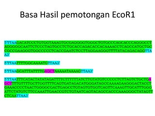Basa Hasil pemotongan EcoR1
 