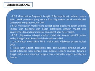 LATAR BELAKANG


 o RFLP (Restriction Fragment Length Polymorphisms) adalah salah
 satu teknik pertama yang secara luas digunakan untuk mendeteksi
 variasi pada tingkat sekuen DNA
 o RFLP merupakan marker yang sangat dapat dipercaya dalam analisis
 linkage dan breeding dan dapat ditentukan dengan mudah jika
 karakter terdapat dalam bentuk homozigot atau heterozigot.
 o RFLP digunakan sebagai marker molekular karena spesifik untuk
 setiap tunggal atau kombinasi dari enzim restriksi.
 o Untuk dapat melakukan RFLP, maka perlu dilakukan proses isolasi
 DNA.
 o Isolasi DNA adalah perusakan atau pembuangan dinding sel yang
 dapat dilakukan baik dengan cara mekanis seperti sonikasi, tekanan
 tinggi, beku-leleh maupun dengan cara enzimatis seperti pemberian
 lisozim.
 