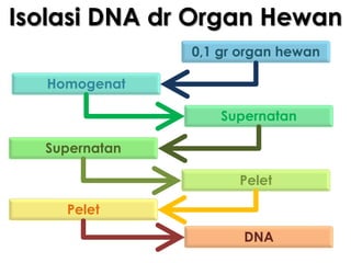 Isolasi DNA dr Organ Hewan
               0,1 gr organ hewan

  Homogenat

                   Supernatan

  Supernatan

                     Pelet

    Pelet

                      DNA
 
