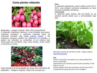 Como plantar rabanete
Rabanetes - imagem original: http://flic.kr/p/aaF6wW
O rabanete (Raphanus sativus) é uma hortaliça que possui
cultivares europeus e cultivares orientais (para os
cultivares orientais veja Como cultivar rábano ). Os
cultivares europeus podem ser pequenos ou grandes, e
podem ser redondos ou compridos. A cor externa das
raízes pode ser vermelha, rosa, roxa, branca, verde, preta
e amarela ou creme.
Uma amostra da diversidade de cores dos cultivares de
rabanete - imagem original: http://flic.kr/p/bEyms5
Clima
O rabanete geralmente cresce melhor entre 8°C e
20°C, mas existem cultivares adaptados as mais
diversas condições climáticas.
Luminosidade
O rabanete pode crescer sob sol direto ou na
sombra parcial desde que a luminosidade seja
alta.
Rabanetes precisam de solo fofo e úmido - imagem original:
http://flic.kr/p/LcJ4u
Solo
Plante em solo fofo e sem pedras ou as raízes poderão ficar
tortas e ramificadas,
especialmente nos cultivares que têm raízes compridas. O solo
deve ser rico em
matéria orgânica, fértil, bem drenado e com pH acima de 5,5.
O rabanete não precisa de solo rico em nitrogênio.
 