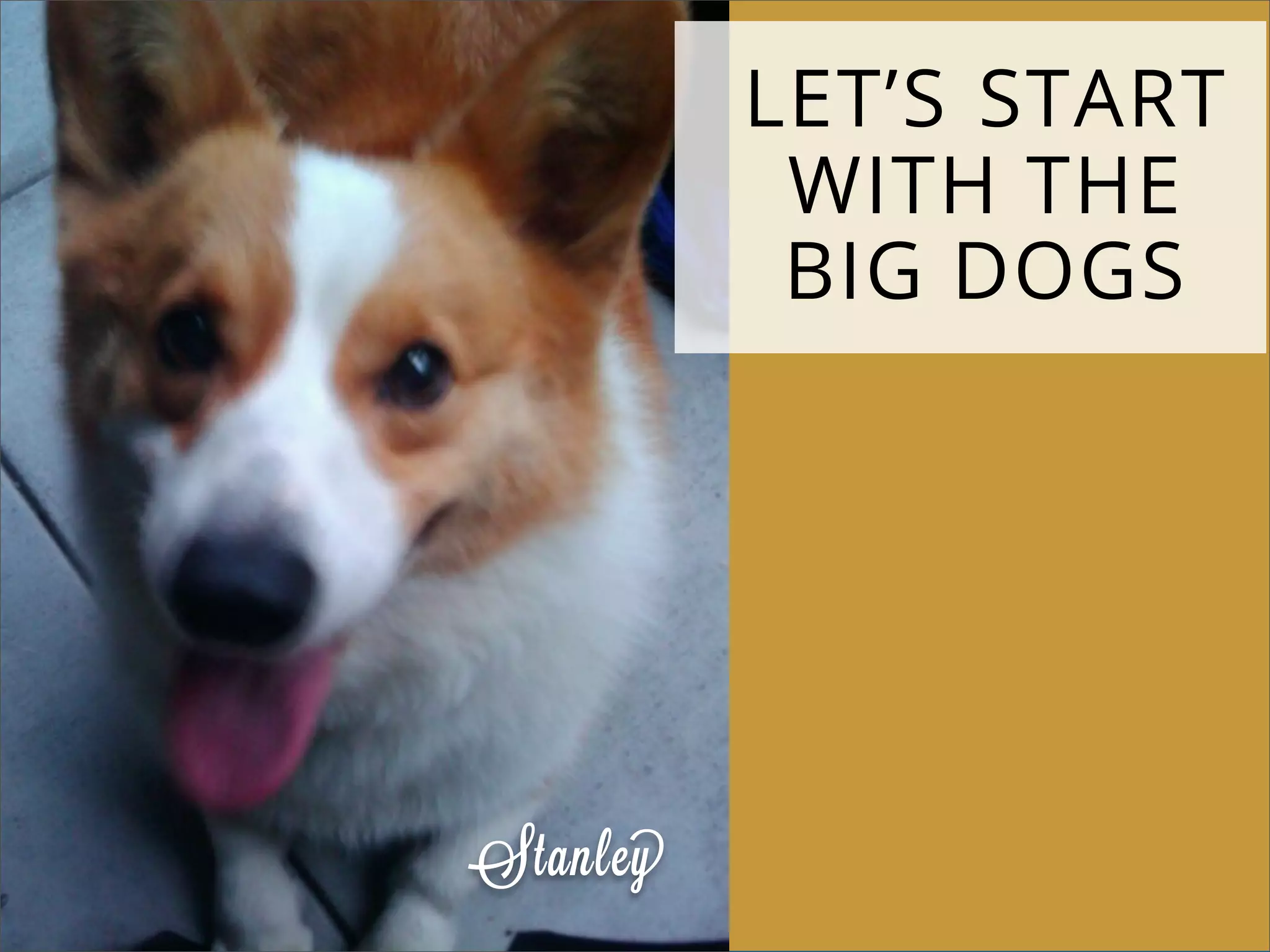 LET’S START
WITH THE
BIG DOGS
Stanley
 