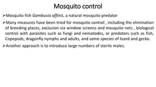 Mosquito control
Mosquito fish Gambusia affinis, a natural mosquito predator
Many measures have been tried for mosquito control , including the elimination
of breeding places, exclusion via window screens and mosquito nets , biological
control with parasites such as fungi and nematodes, or predators such as fish,
Copepods, dragonfly nymphs and adults, and some species of lizard and gecko.
Another approach is to introduce large numbers of sterile males.
 