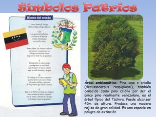 Árbol emblemático: Pino laso o criollo
(decussocarpus rospigliossi), también
conocido como pino criollo por ser el
único pino realmente venezolano, es el
árbol típico del Táchira. Puede alcanzar
45m de altura. Produce una madera
rojiza de gran calidad. Es una especie en
peligro de extinción
 