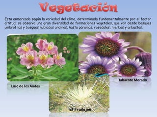 Esta enmarcada según la variedad del clima, determinada fundamentalmente por el factor
altitud; se observa una gran diversidad de formaciones vegetales, que van desde bosques
umbrófilos y bosques nublados andinos, hasta páramos, rosedales, hierbas y arbustos.




                                                                   Tabacote Morado
   Lirio de los Andes




                                      El Frailejón
 