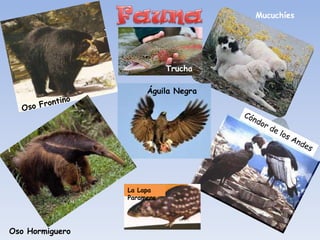 Mucuchíes




                            Trucha




                 La Lapa
                 Paramera




Oso Hormiguero
 