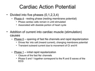 Cardiac Action Potential
• Divided into five phases (0,1,2,3,4)
– Phase 4 - resting phase (resting membrane potential)
• Phase cardiac cells remain in until stimulated
• Associated with diastole portion of heart cycle
• Addition of current into cardiac muscle (stimulation)
causes
– Phase 0 – opening of fast Na channels and rapid depolarization
• Drives Na+
into cell (inward current), changing membrane potential
• Transient outward current due to movement of Cl-
and K+
– Phase 1 – initial rapid repolarization
• Closure of the fast Na+
channels
• Phase 0 and 1 together correspond to the R and S waves of the
ECG
 