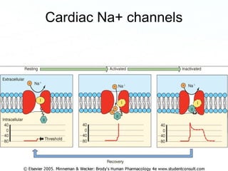 Page 82
Cardiac Na+ channels
 