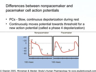 Page 84
Differences between nonpacemaker and
pacemaker cell action potentials
• PCs - Slow, continuous depolarization during rest
• Continuously moves potential towards threshold for a
new action potential (called a phase 4 depolarization)
 