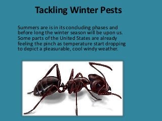 Tackling Winter Pests
Summers are is in its concluding phases and
before long the winter season will be upon us.
Some parts of the United States are already
feeling the pinch as temperature start dropping
to depict a pleasurable, cool windy weather.
 