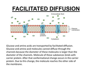 Transport across cell membrane basics.ppt