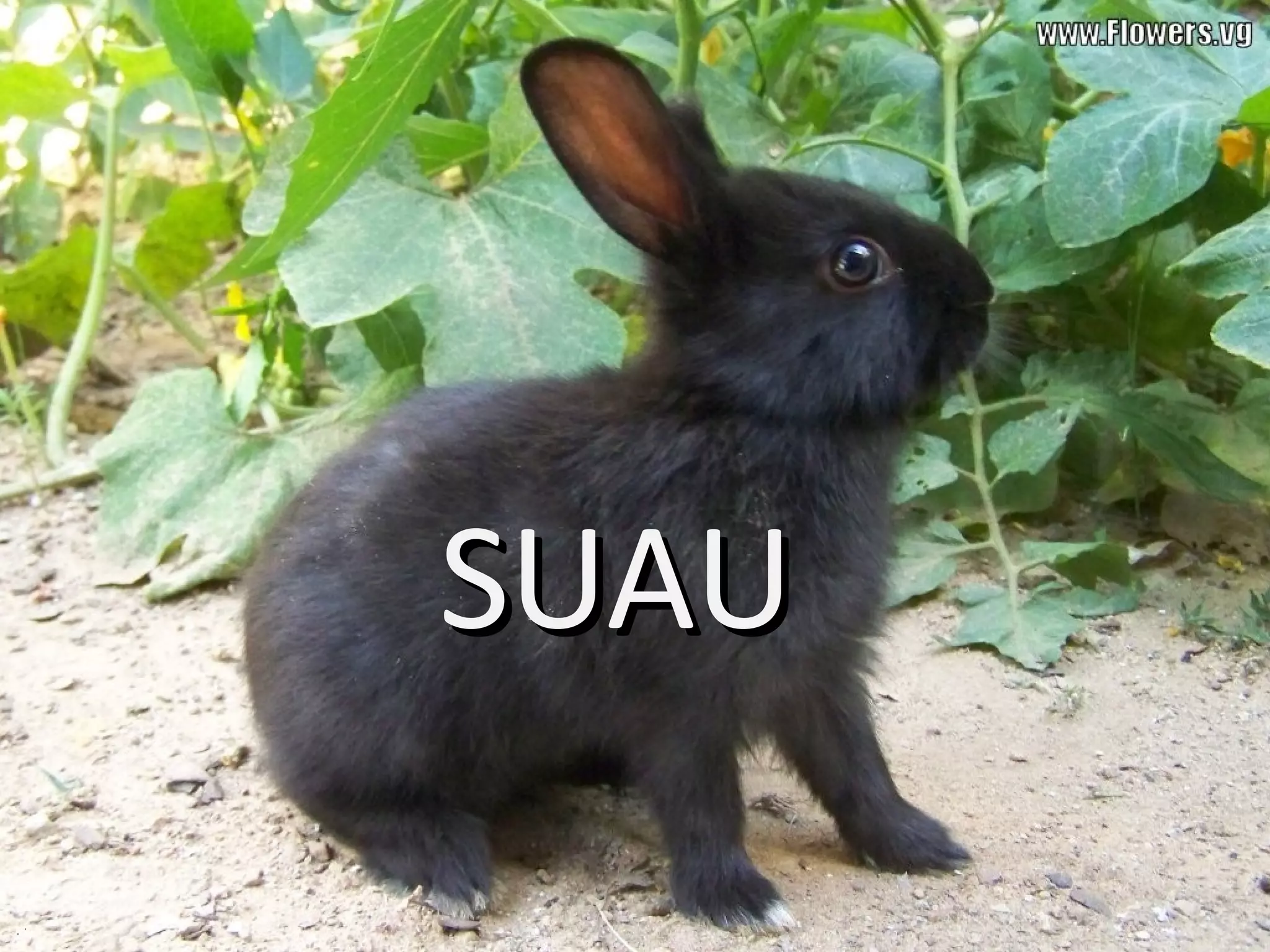 SUAU 