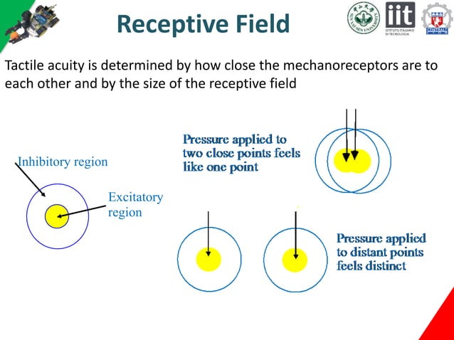 Tactile perception Biology Diagrams
