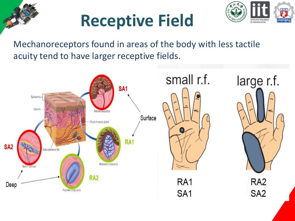 Tactile perception
