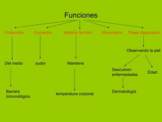 Funciones Protección Barrera  inmunológica  Movimiento temperatura corporal. Excreción sudor Aislante térmico Mantiene Papel diagnóstico Observando la piel Descubren enfermedades Dermatología Edad Del medio 