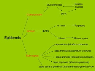 Epidermis Composición Grosor Sub capas Células muertas Queratinocitos 90 % Entre Parpados 0.1 mm 1.5 mm  Manos y pies capa córnea ( stratum corneum ), capa translúcida ( stratum lucidum ), capa granular ( stratum granulosum ), capa espinosa ( stratum spinosum) capa basal o germinal ( stratum basale/germinativum 