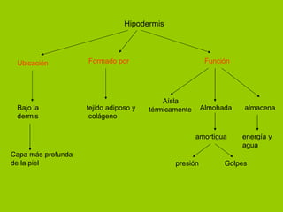 Hipodermis   Capa más profunda  de la piel   tejido adiposo y colágeno   Ubicación Bajo la dermis Formado por Función Almohada amortigua presión Aísla  térmicamente energía y  agua   almacena Golpes 