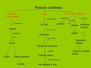 Anexos cutáneos Dermis Glándulas  sudoríparas Poros Sudor  Grasa sobrante Pelos La Piel Queratina folículo en la dermis Folículo piloso Piel delgada o fina Líquida Segrega  por   Presente en   continuación de Formado por El pelo nace un Llamado Característica de Glándulas sebáceas Dermis células sintetizar  el sebo lípidos Sustancia lipídica Lubrica y protege la piel Ubicado en Formado  por Función 