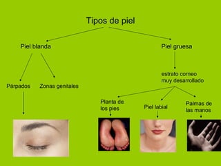 Tipos de piel Piel blanda Piel gruesa Párpados estrato corneo  muy desarrollado Zonas genitales Piel labial Planta de  los pies Palmas de  las manos 