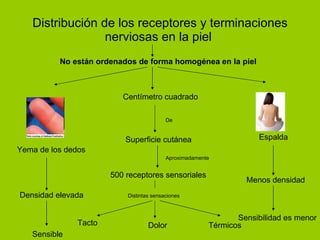 Distribución de los receptores y terminaciones nerviosas en la piel  Densidad elevada Yema de los dedos Sensible Espalda Menos densidad Sensibilidad es menor No están ordenados de forma homogénea en la piel Superficie cutánea Centímetro cuadrado 500 receptores sensoriales Tacto Térmicos Dolor De Aproximadamente Distintas sensaciones 