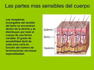Las partes mas sensibles del cuerpo Los receptores encargados del sentido del tacto se encuentran dentro de la dermis y se distribuyen por todo el cuerpo de una forma variable. El grado de sensibilidad táctil de cada zona varía en función del número de terminaciones nerviosas especializadas.  
