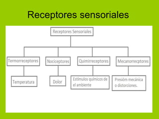 Receptores sensoriales  