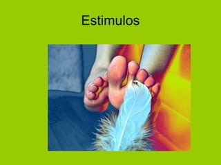 Estimulos 
