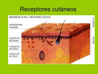 Receptores cutáneos  